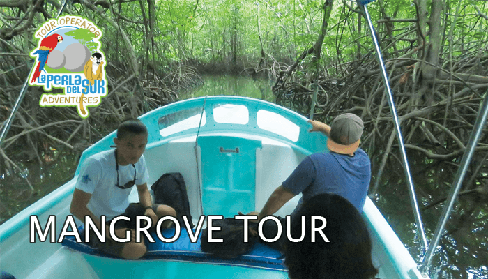 Mangrove tour tile